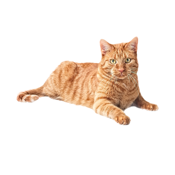 Paws Happy Life Cat Care Delivery or Pickup