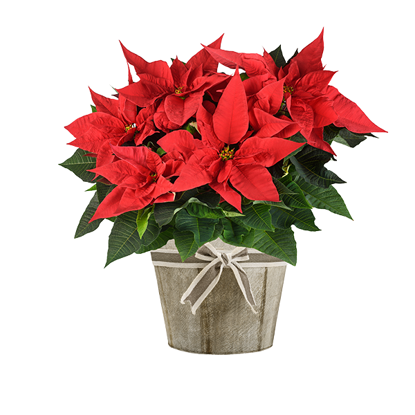 Holiday Plants Delivery or Pickup