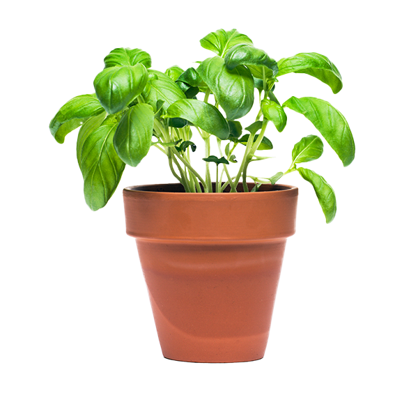 Plants for Living Potted Herbs Delivery or Pickup